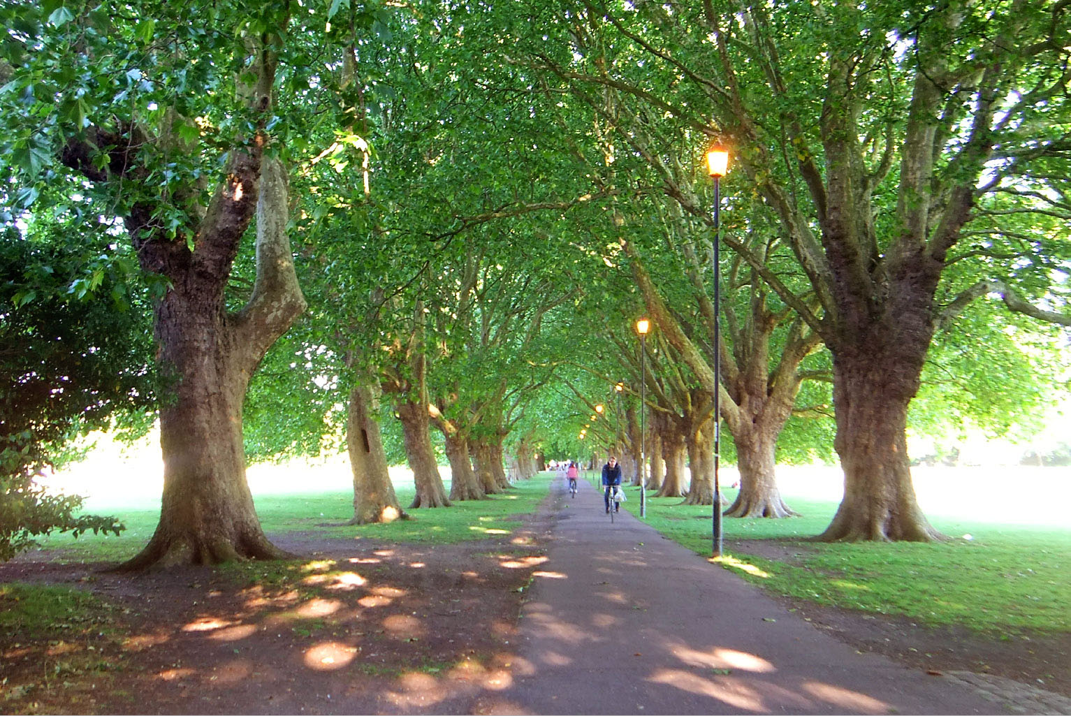 London Plane Tree, CC BY-SA 3.0